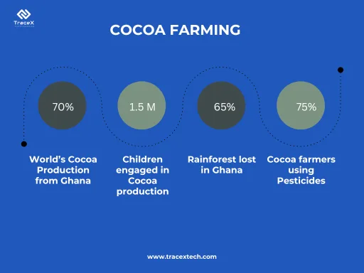 cocoa farming